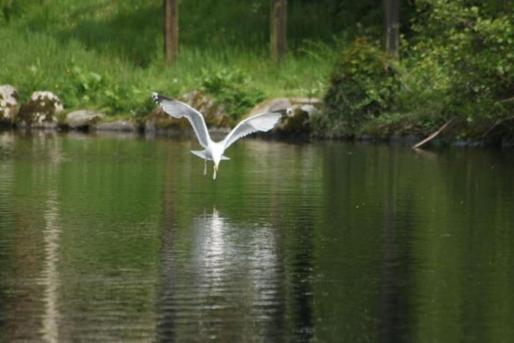 Stunning 3 Bed Riverside Cabin In Snowdonia Caeathro エクステリア 写真